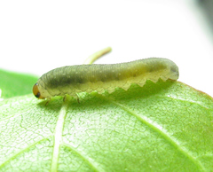 Empria candidata