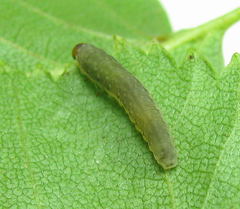Empria candidata