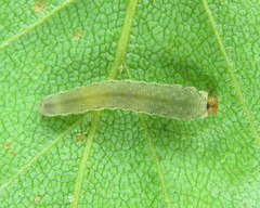 Empria candidata