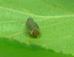 Empria candidata