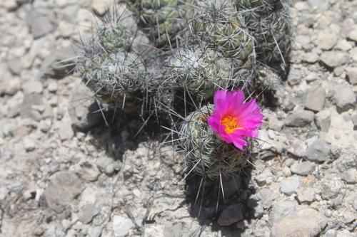 Cochemiea matehualensis