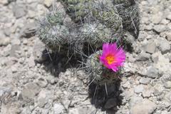 Cochemiea matehualensis