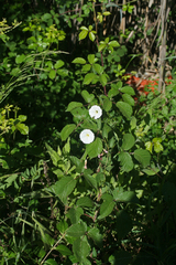 Convolvulus arvensis image