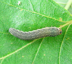 Empria candidata