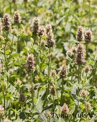 Agastache urticifolia