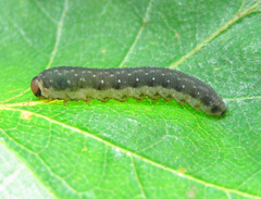 Empria candidata