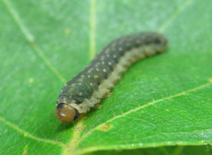 Empria candidata