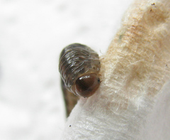 Empria candidata