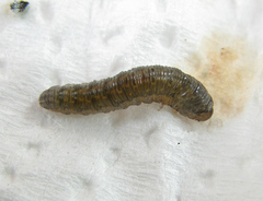 Empria candidata