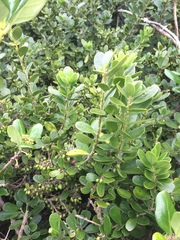 Melicytus orarius