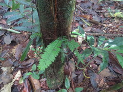 Asplenium hallii