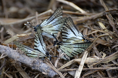 Graphium eurous