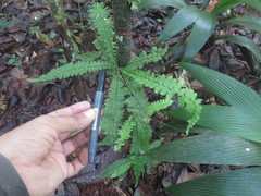 Asplenium hallii