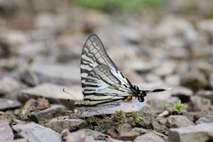 Graphium eurous