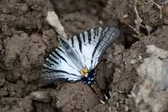 Graphium eurous