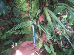 Asplenium hallii