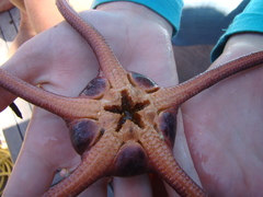 Ophiopsammus maculata