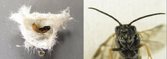 Empria candidata