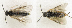 Empria candidata