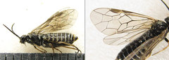 Empria candidata