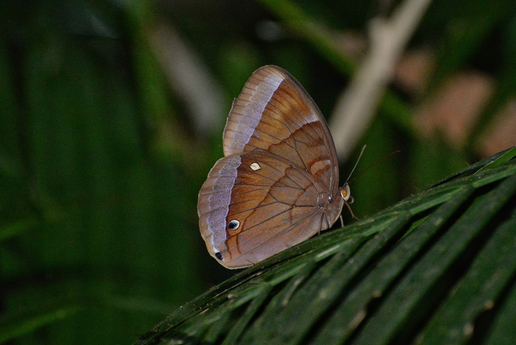 Hainan Jungle Glory