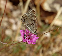 Melanargia larissa