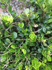 Melicytus orarius