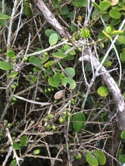 Melicytus orarius