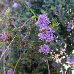 Ceanothus confusus