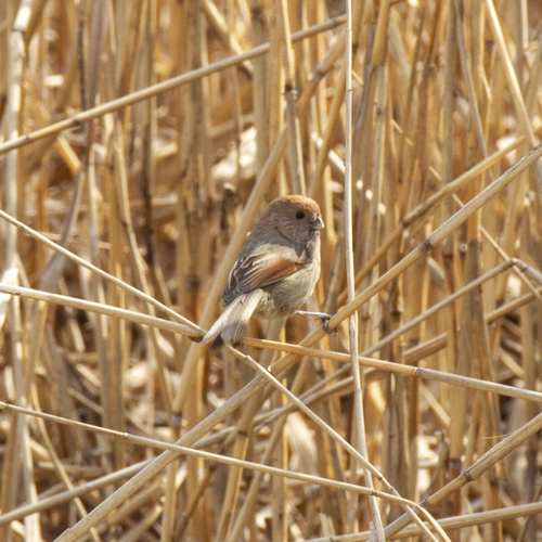 Vinous-throated Parrotbill