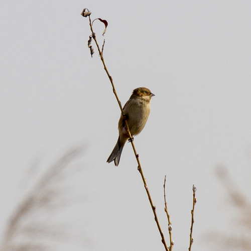 Pallas's Bunting