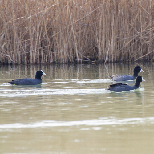 Eurasian Coot