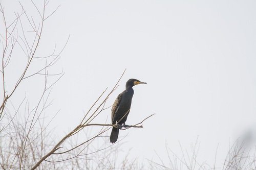 Great Cormorant