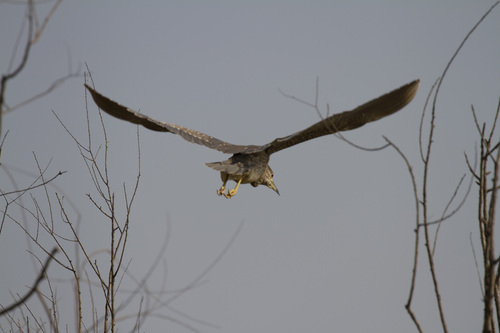 Black-crowned Night Heron
