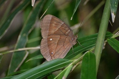 Thaumantis hainana