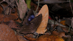 Thaumantis hainana