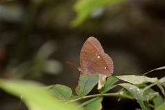 Thaumantis hainana