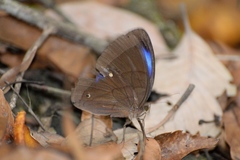 Thaumantis hainana