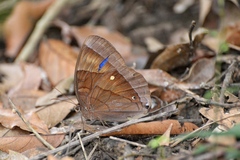 Thaumantis hainana