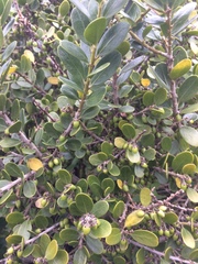 Melicytus orarius
