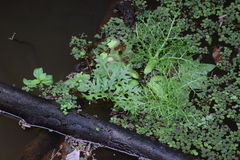 Ceratopteris pteridoides