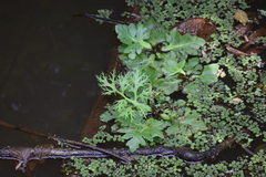 Ceratopteris pteridoides