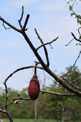 Pseudobombax munguba