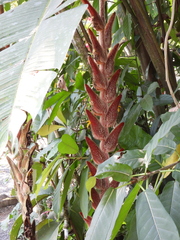 Heliconia vellerigera image