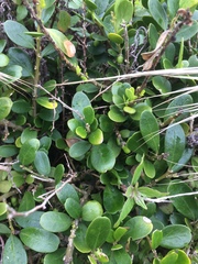 Melicytus orarius