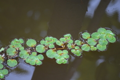 Ludwigia helminthorrhiza