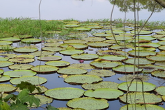 Victoria amazonica