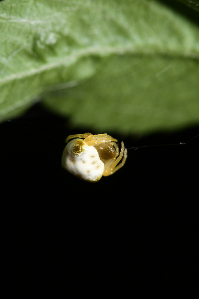 Lesser Bird-dropping Spider from 中国北海市银海区冠头岭 邮政编码: 536001 on June 6 ...