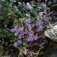 Ceanothus confusus