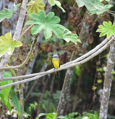 Tyrannus albogularis